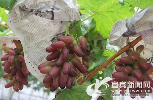 葡萄香满园！宜宾长宁铜鼓采摘观赏游正红火(图5)