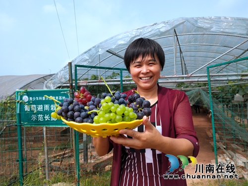 葡萄熟了！赶紧到龙马潭金龙葡萄园吃葡萄宴(图1)