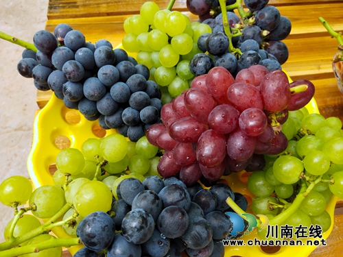 葡萄熟了！赶紧到龙马潭金龙葡萄园吃葡萄宴(图9)