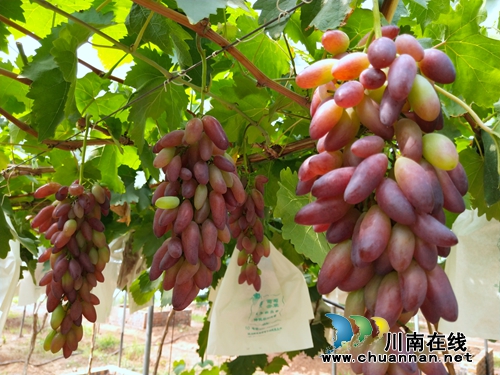 葡萄熟了！赶紧到龙马潭金龙葡萄园吃葡萄宴(图6)