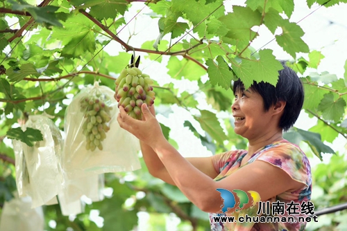 葡萄熟了！赶紧到龙马潭金龙葡萄园吃葡萄宴(图5)