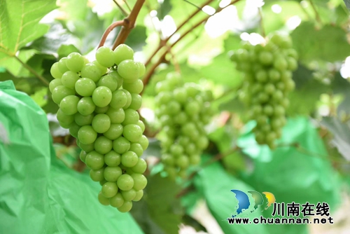 葡萄熟了！赶紧到龙马潭金龙葡萄园吃葡萄宴(图8)