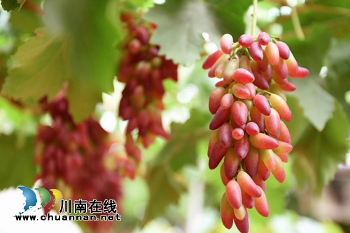 葡萄熟了！赶紧到龙马潭金龙葡萄园吃葡萄宴(图7)