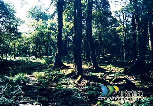 古蔺下月火了！英雄齐聚黄荆老林“论拳脚”(图22)