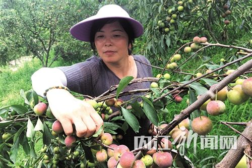 隆昌30万斤茵红李将成熟 果农邀约“免费尝”(图1) 隆昌30万斤茵红李将成熟 果农邀约“免费尝”(图1)