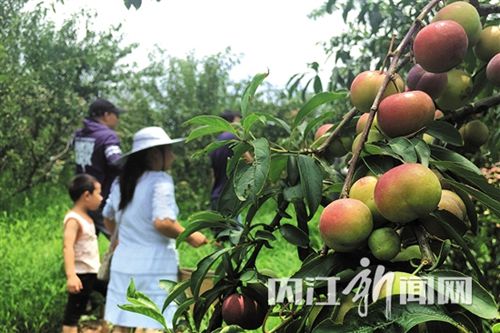 隆昌30万斤茵红李将成熟 果农邀约“免费尝”(图2) 隆昌30万斤茵红李将成熟 果农邀约“免费尝”(图2)