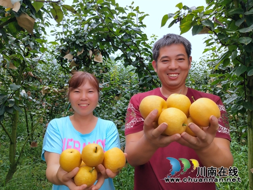 龙马潭区金龙镇曹坝村百余亩翠冠梨迎来采摘季(图1)