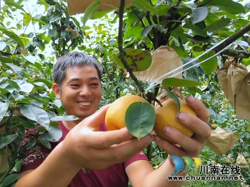 龙马潭区金龙镇曹坝村百余亩翠冠梨迎来采摘季(图4)