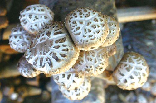 中国区域中心万里行（上）：问道鲁豫&nbsp;假以泸阳(图10)