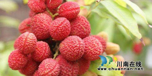 合江荔枝文化(一):合江荔枝应该这样吃(图1) 合江荔枝文化(一):合江荔枝应该这样吃(图1)