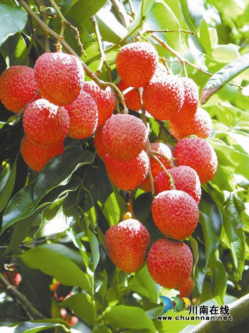 合江荔枝文化(二):文人笔下书就合江荔枝美(图1) 合江荔枝文化(二):文人笔下书就合江荔枝美(图1)