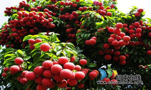 合江荔枝文化(二):文人笔下书就合江荔枝美(图2) 合江荔枝文化(二):文人笔下书就合江荔枝美(图2)