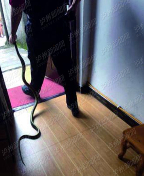 大蛇溜进泸州居民家“吹空调” 民警抓走放生(图1) 大蛇溜进泸州居民家“吹空调” 民警抓走放生(图1)