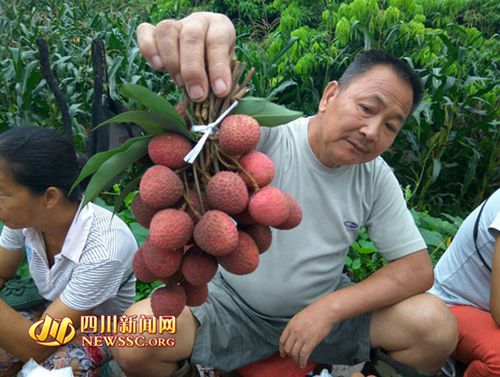 宜宾李场镇大塔第六届川南荔枝文化节开幕(图3) 宜宾李场镇大塔第六届川南荔枝文化节开幕(图3)