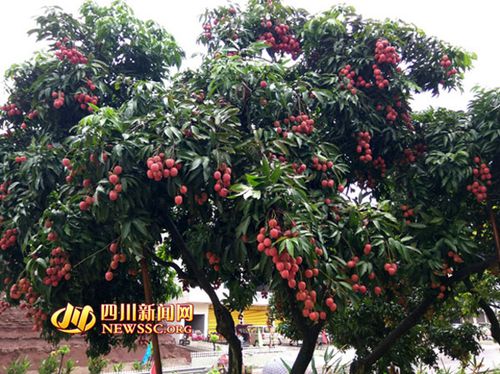 宜宾李场镇大塔第六届川南荔枝文化节开幕(图4) 宜宾李场镇大塔第六届川南荔枝文化节开幕(图4)