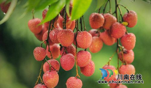 合江荔枝文化（三）：荔城街头无处不见荔(图3)