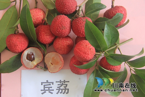 @所有人:“杨贵妃”喊你去合江吃荔枝!(图6) @所有人:“杨贵妃”喊你去合江吃荔枝!(图6)