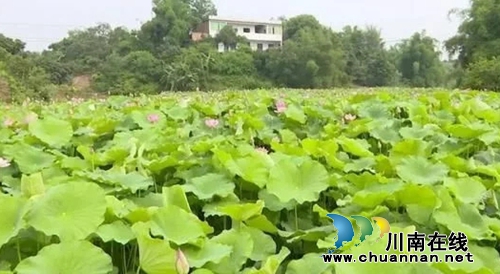 合江荔枝节13日开幕&nbsp;四大分会场各有特色(图5)