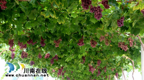 合江荔枝节13日开幕&nbsp;四大分会场各有特色(图6)