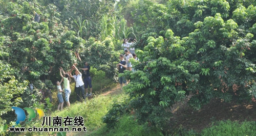 合江荔枝节13日开幕&nbsp;四大分会场各有特色(图7)