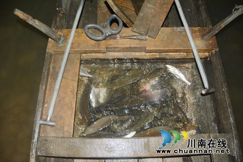 护航生态 长航公安泸州分局严厉打击非法捕捞(图2) 护航生态 长航公安泸州分局严厉打击非法捕捞(图2)