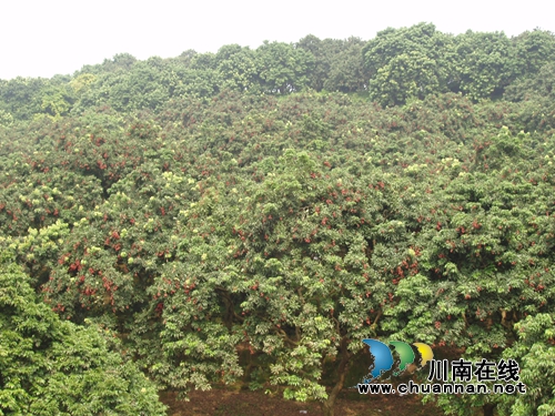 合江荔枝文化(六):明代状元杨慎的荔枝情结(图2) 合江荔枝文化(六):明代状元杨慎的荔枝情结(图2)