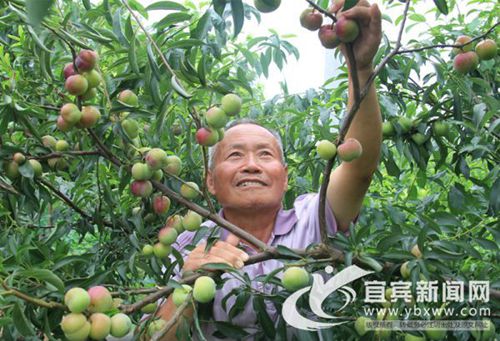 李子丰收口感好&nbsp;宜宾长宁铜锣12日邀您来品李(图1)