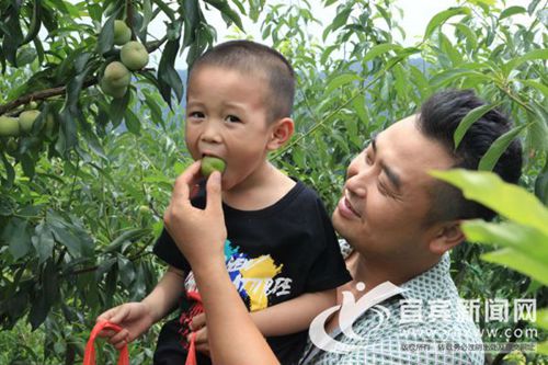 李子丰收口感好&nbsp;宜宾长宁铜锣12日邀您来品李(图2)