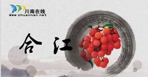 合江荔枝文化（七）：合江的珍稀古荔枝树(图1)