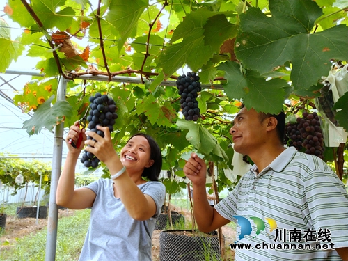 约起!到泸县玉蟾山下品生态葡萄度清凉夏日(图3) 约起!到泸县玉蟾山下品生态葡萄度清凉夏日(图3)