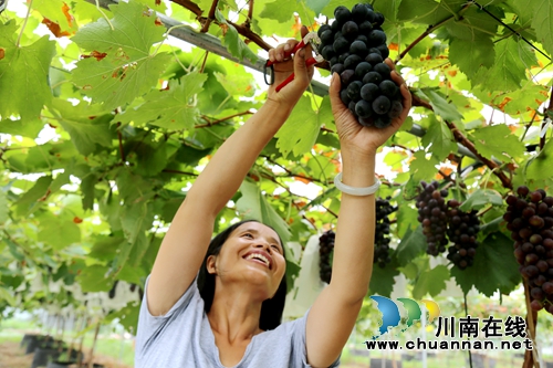 约起!到泸县玉蟾山下品生态葡萄度清凉夏日(图2) 约起!到泸县玉蟾山下品生态葡萄度清凉夏日(图2)