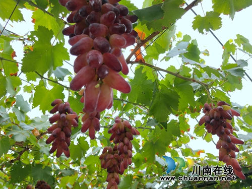 约起!到泸县玉蟾山下品生态葡萄度清凉夏日(图5) 约起!到泸县玉蟾山下品生态葡萄度清凉夏日(图5)