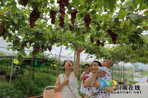 约起!到泸县玉蟾山下品生态葡萄度清凉夏日(图4) 约起!到泸县玉蟾山下品生态葡萄度清凉夏日(图4)