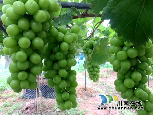约起!到泸县玉蟾山下品生态葡萄度清凉夏日(图6) 约起!到泸县玉蟾山下品生态葡萄度清凉夏日(图6)