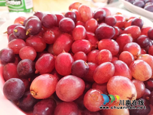 约起!到泸县玉蟾山下品生态葡萄度清凉夏日(图9) 约起!到泸县玉蟾山下品生态葡萄度清凉夏日(图9)