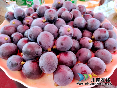 约起!到泸县玉蟾山下品生态葡萄度清凉夏日(图8) 约起!到泸县玉蟾山下品生态葡萄度清凉夏日(图8)
