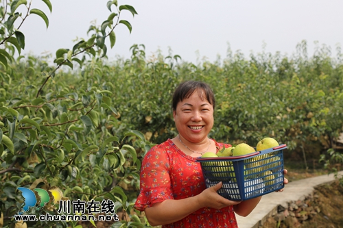 泸县：梨园果飘香，果农笑开颜(图1)