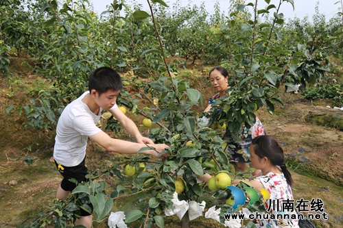 泸县：梨园果飘香，果农笑开颜(图3)