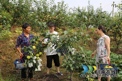 泸县：梨园果飘香，果农笑开颜(图2)