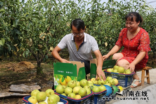 泸县：梨园果飘香，果农笑开颜(图4)