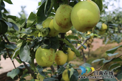 泸县：梨园果飘香，果农笑开颜(图5)