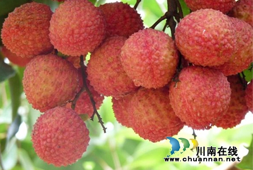 合江荔枝文化（九）：西游记里的“荔枝宴”(图2)