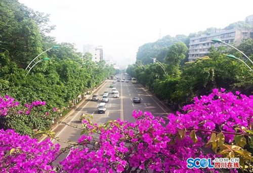 泸州将新增公园绿地&nbsp;为市民营造“绿色盛宴”(图4)
