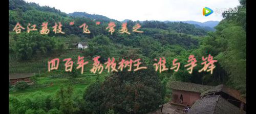 合江荔枝“飞”常美：四百年树王谁与争锋？(图1)