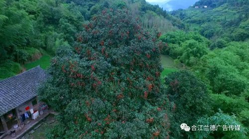 合江荔枝“飞”常美：四百年树王谁与争锋？(图2)