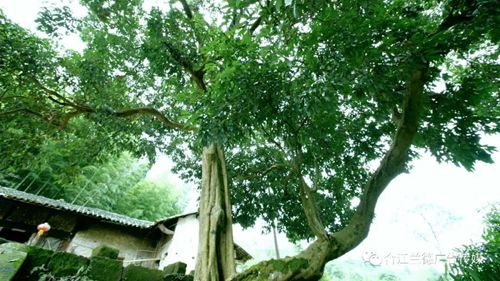 合江荔枝“飞”常美：四百年树王谁与争锋？(图3)