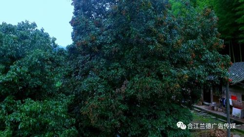 合江荔枝“飞”常美：四百年树王谁与争锋？(图4)