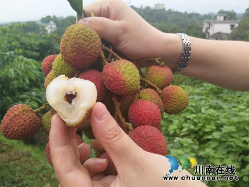 吃荔枝、看演出&nbsp;2018合江荔枝生态旅游节开幕(图6)