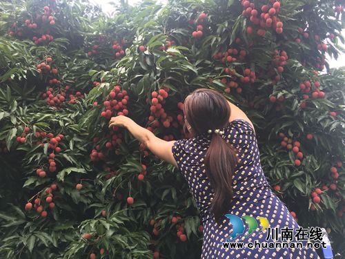 吃荔枝、看演出&nbsp;2018合江荔枝生态旅游节开幕(图7)