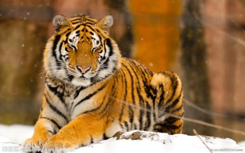 宜宾将建东北虎基地&nbsp;位置就在李庄镇！(图1)